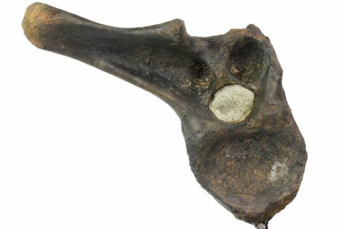 Tall Tyrannosaur (Daspletosaurus) Vertebra - Montana #78779